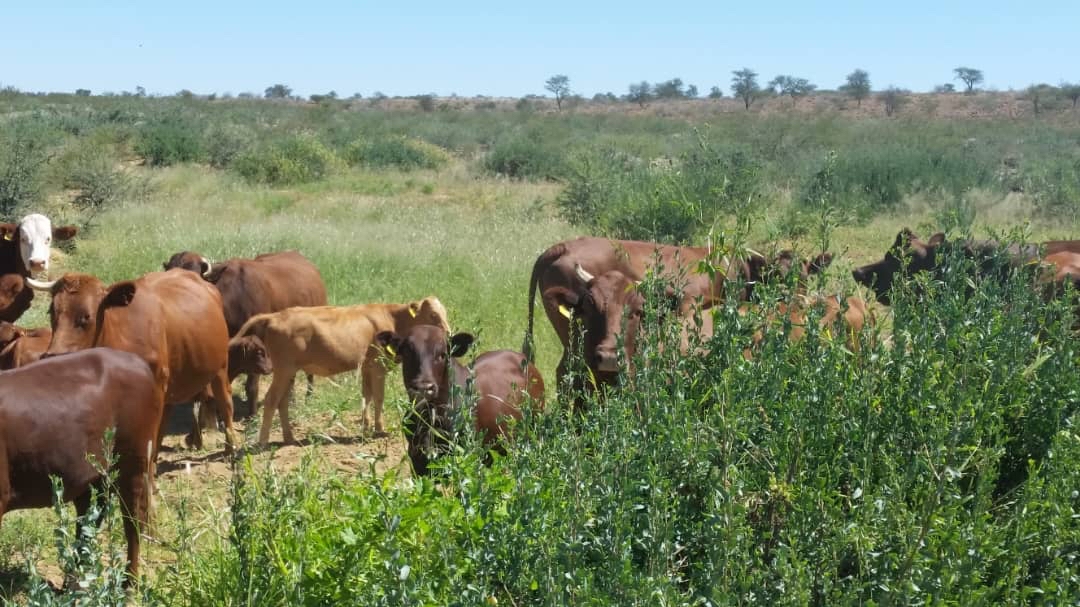Farm For Sale In Windhoek, Windhoek, Namibia for NAM 7,875,000