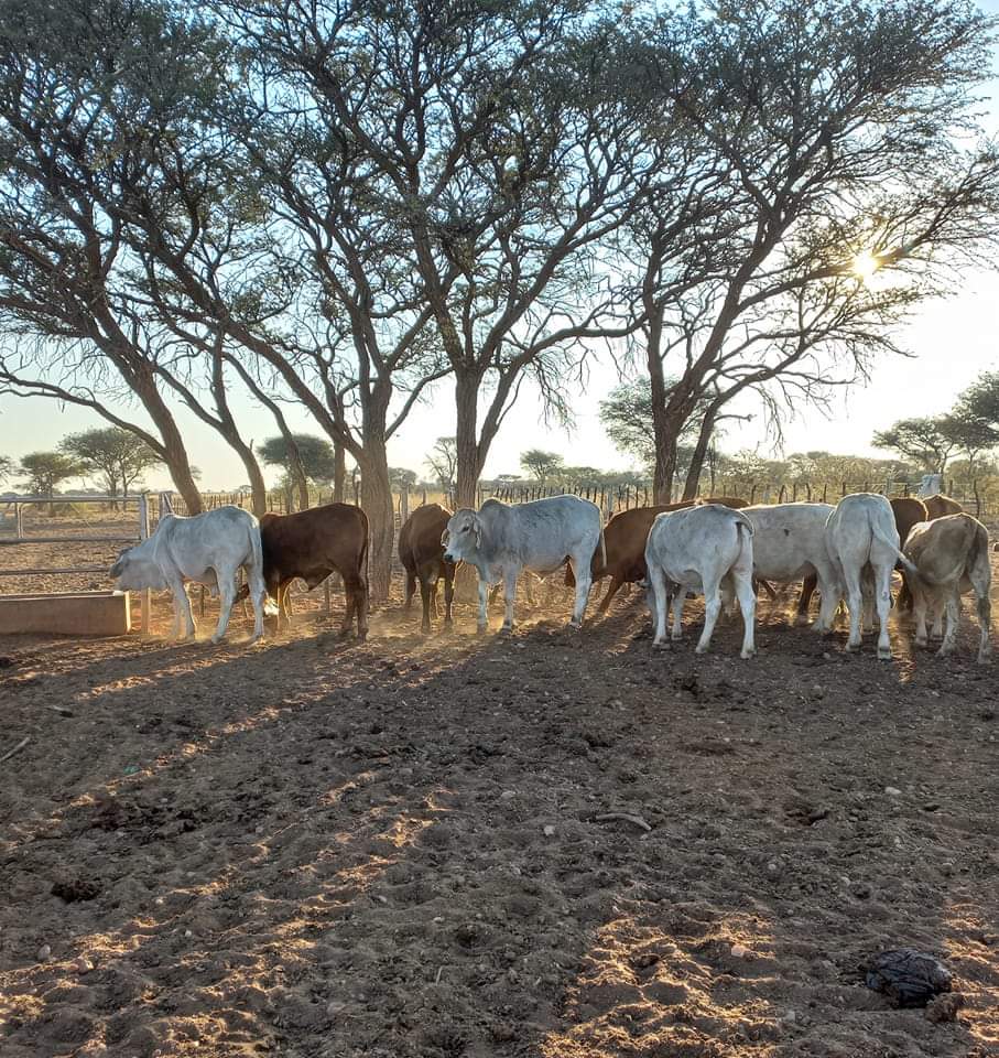 Rare Opportunity Two Combined Farms with Modern House in Gobabis