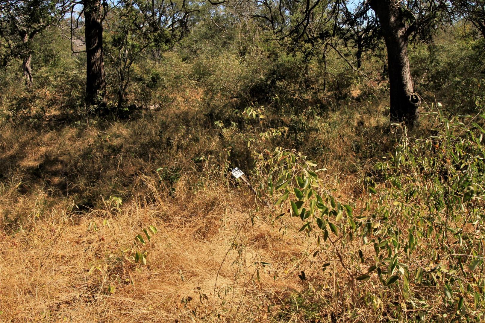 1ha Vacant Land Residential For Sale in Leadwood Wildlife Estate, 379