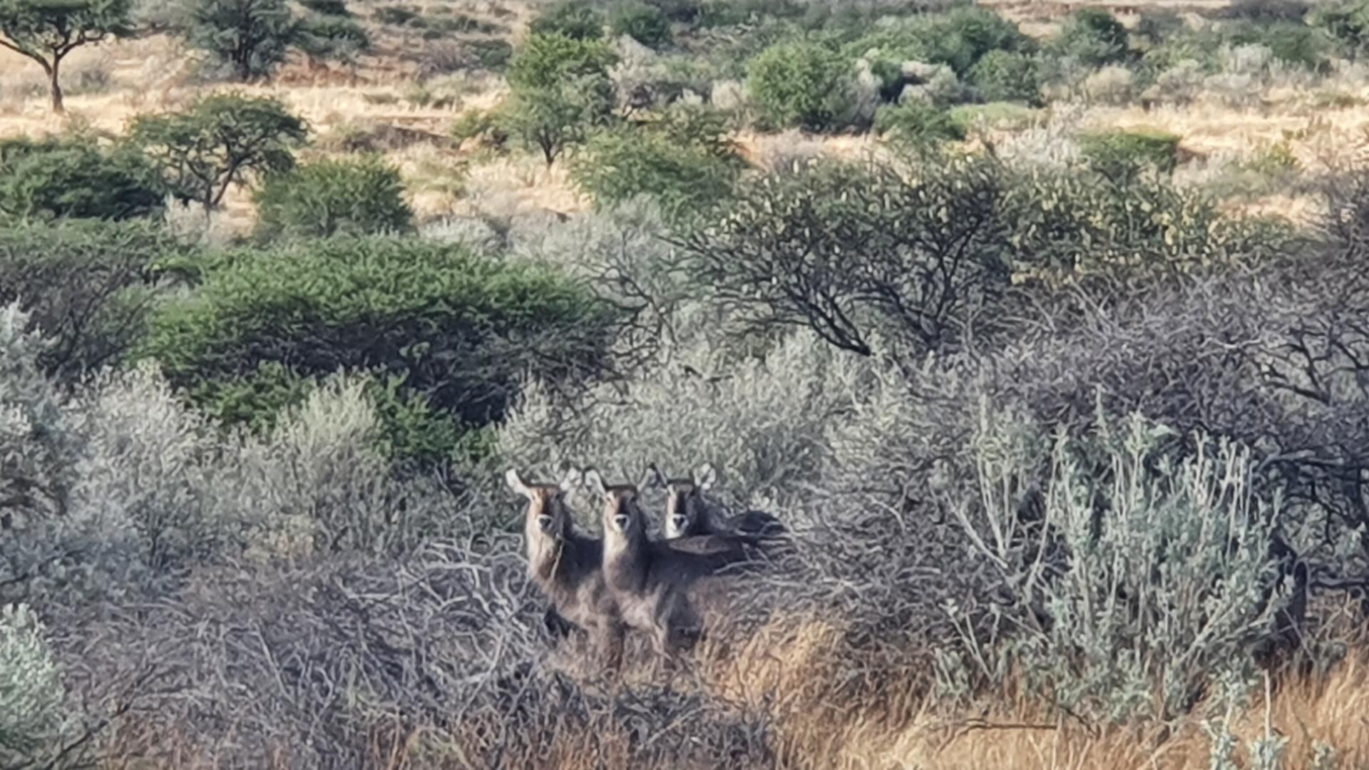 Vacant Land Residential for Sale in Windhoek East with wildlife