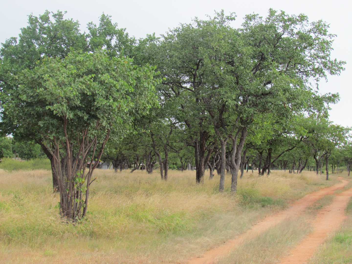 85ha Farm For Sale in Musina 2102572 MyProperty
