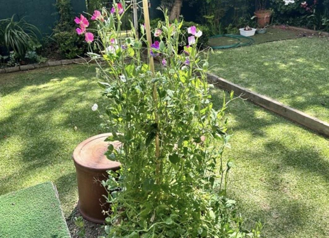 Garden Apartment To Rent in Hyde Park 1.5 Bedrooms, Pool, 24Hour