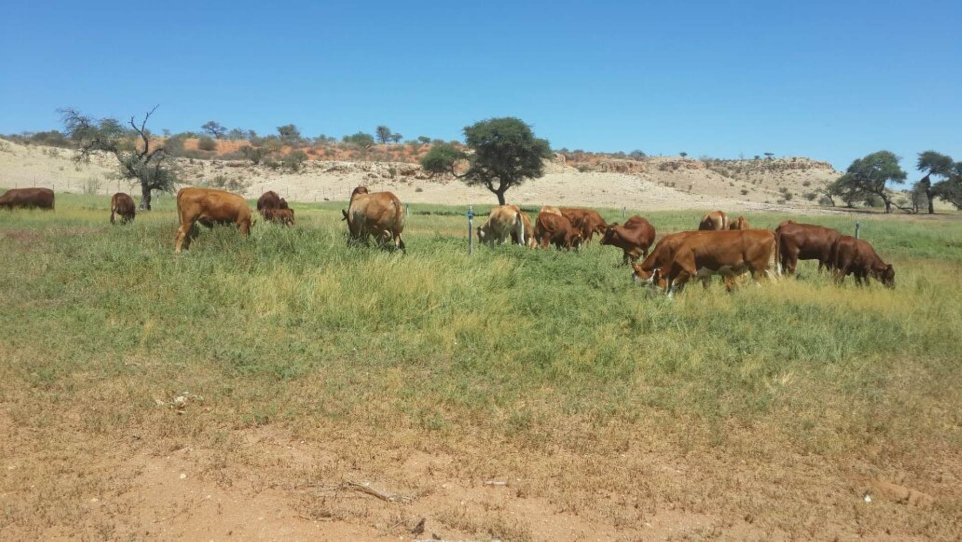Farm For Sale In Gochas, Gochas, Namibia for NAM $ 9,250,500