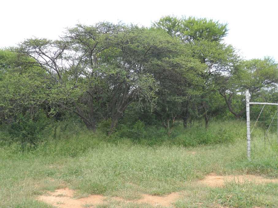 Farm For Sale in Naboomspruit