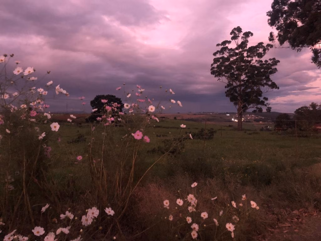 Birnamwood, Howick view