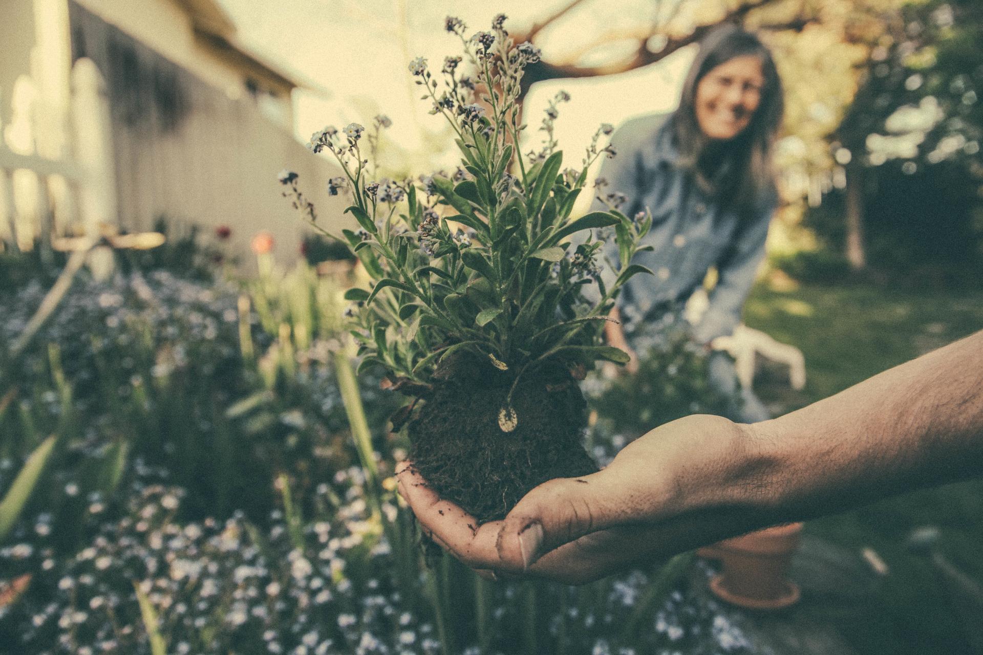 Tips for using grey water to maintain your garden