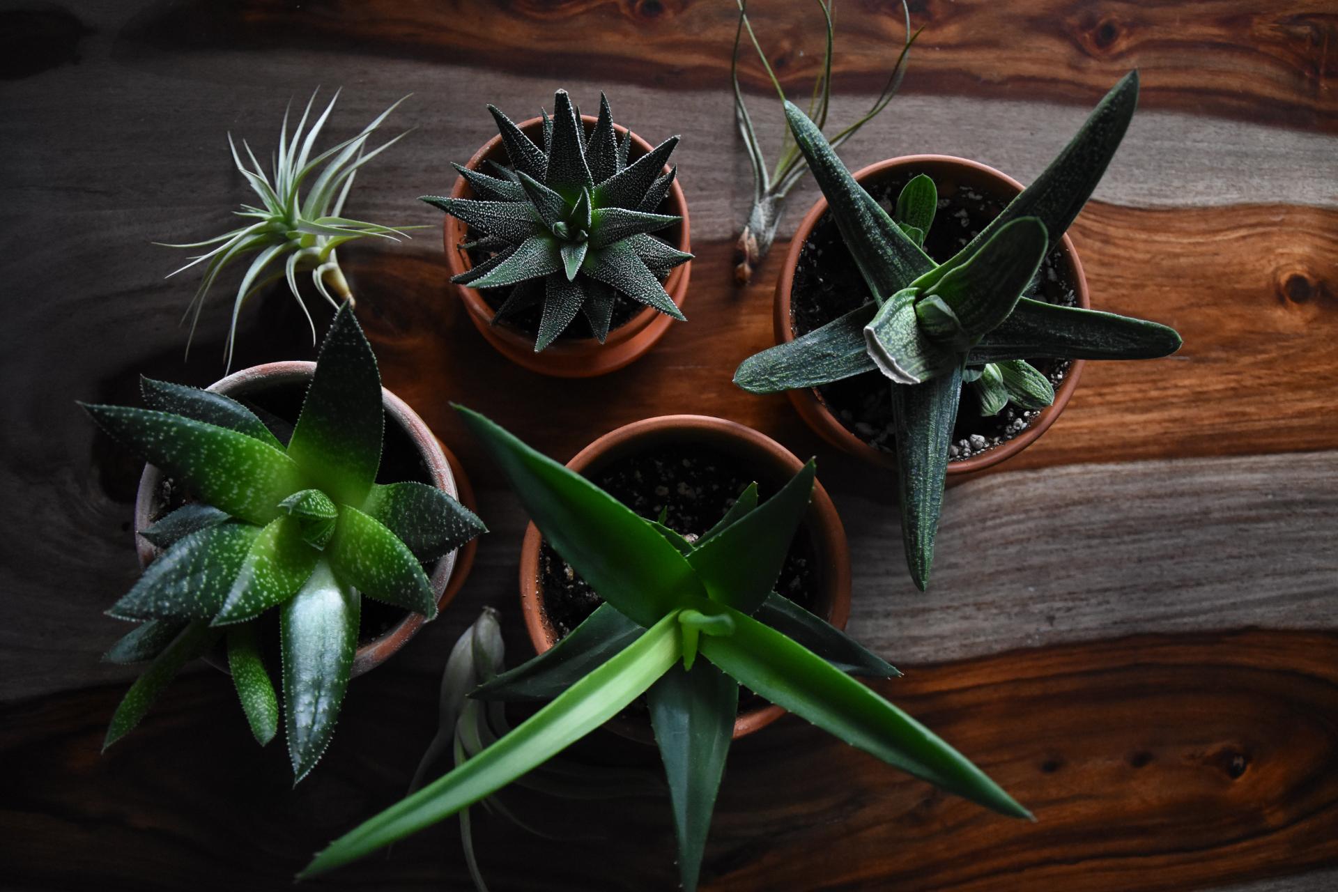 6 Air-purifying plants for your bedroom