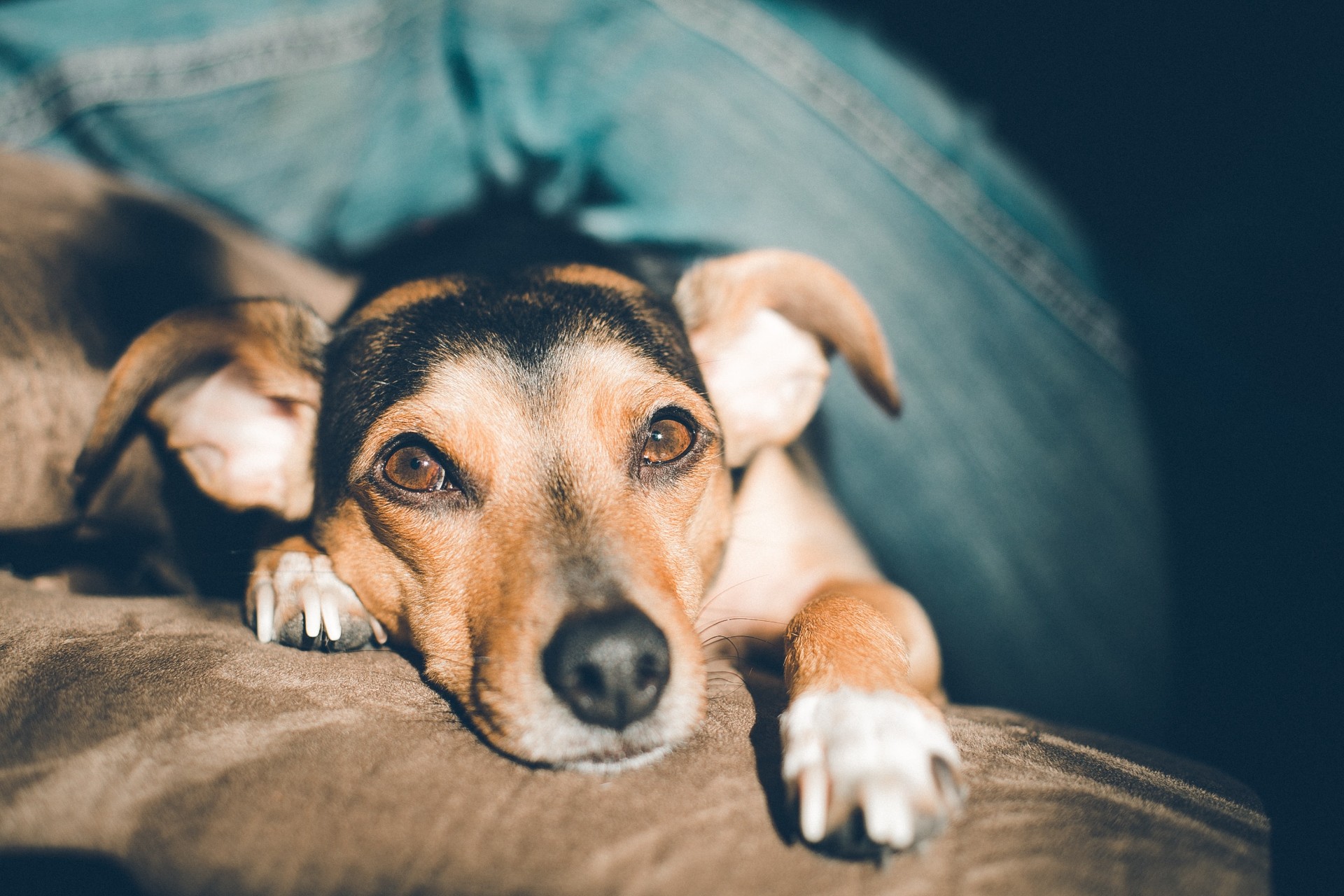 Home Owners: Regulations on pet ownership in South Africa