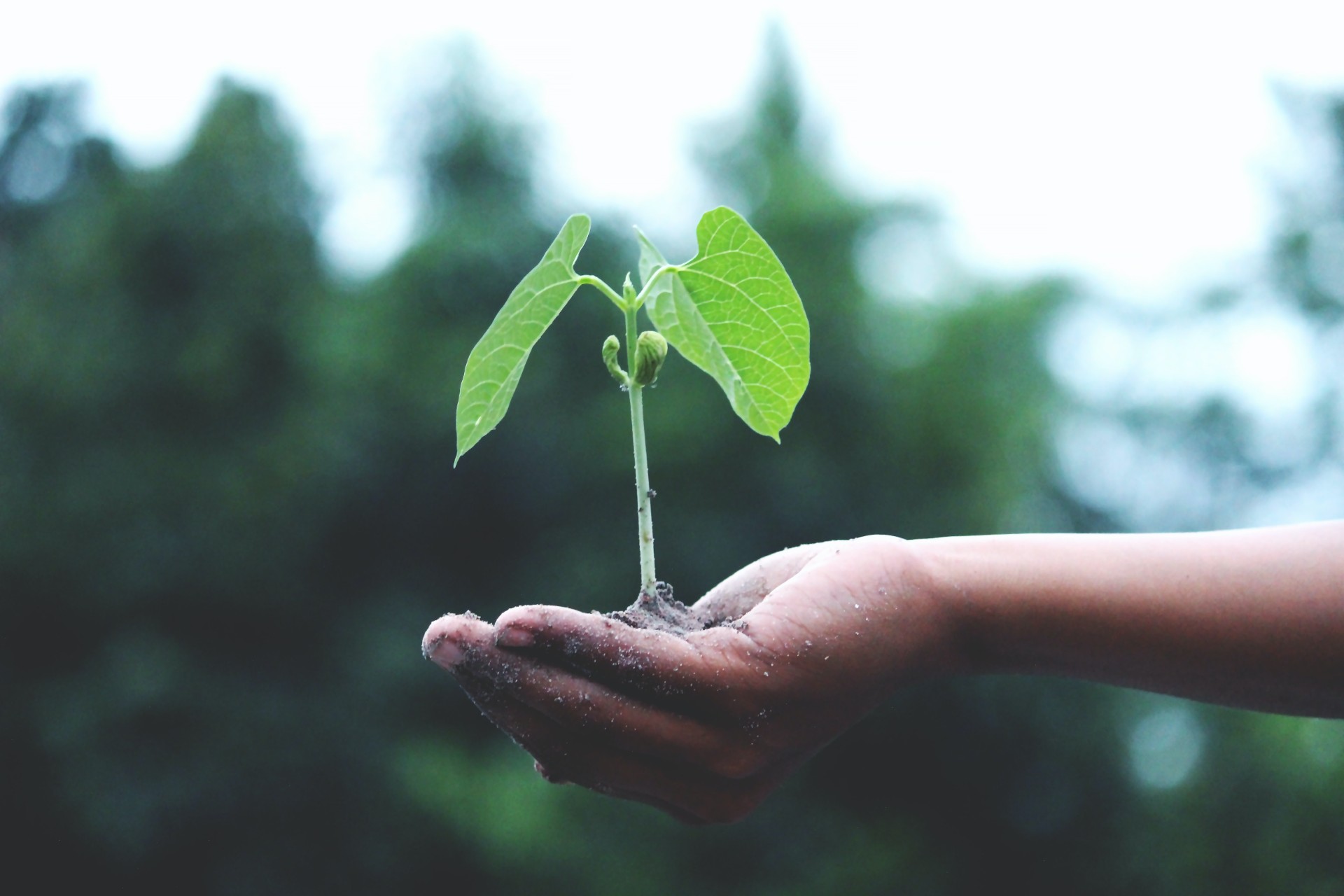 Plant a tree – and boost your home’s value