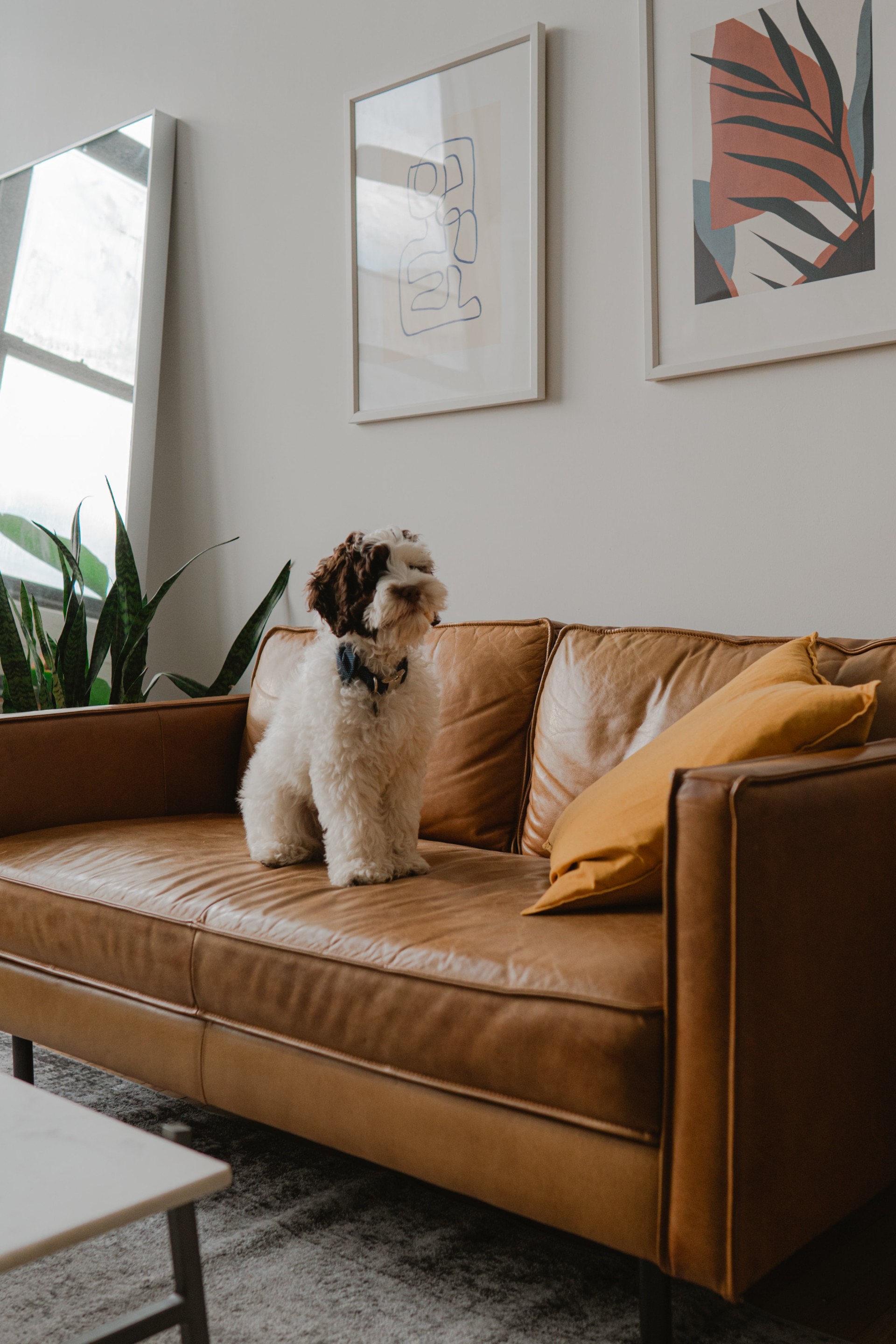 Why landlords need to be flexible on pets