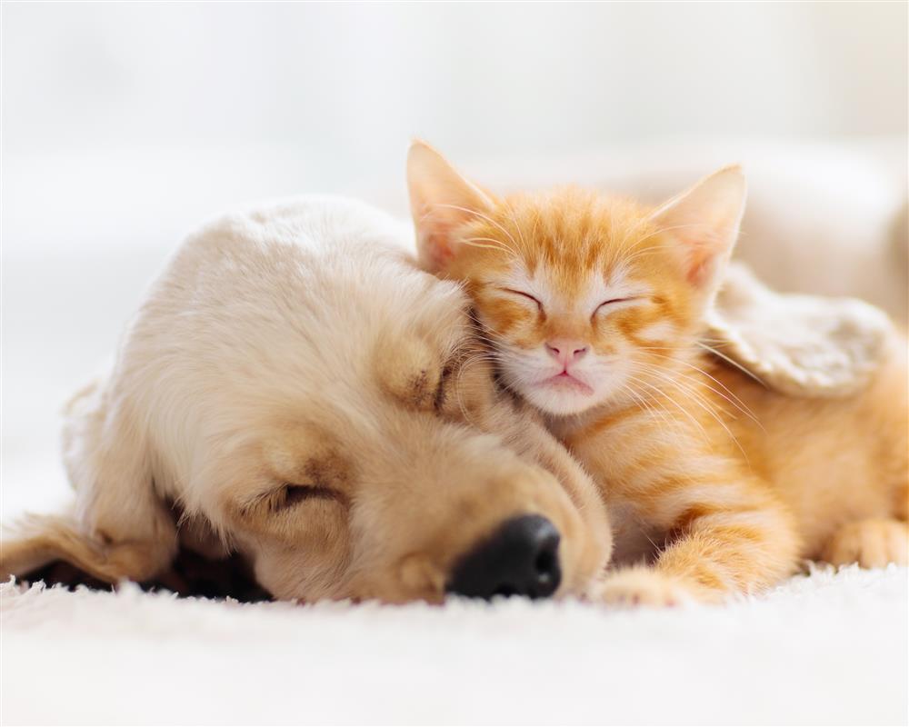 Get Your Home Pet Ready