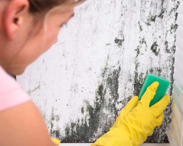 Mould and Damp – Who’s Responsible in a Rental Agreement?
