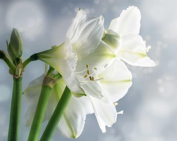 Summer-Flowering Bulbs & Seeds