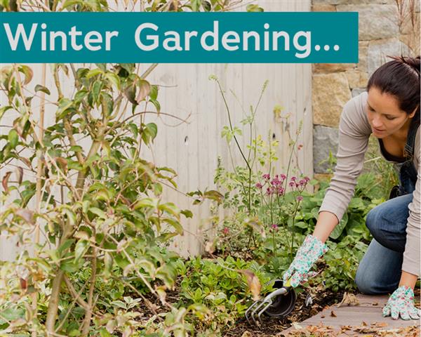 Gardening In Winter General