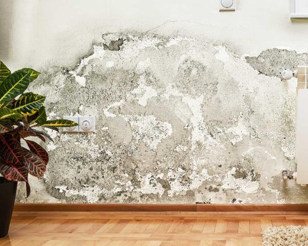 Mould And Damp: Who’s Responsible?