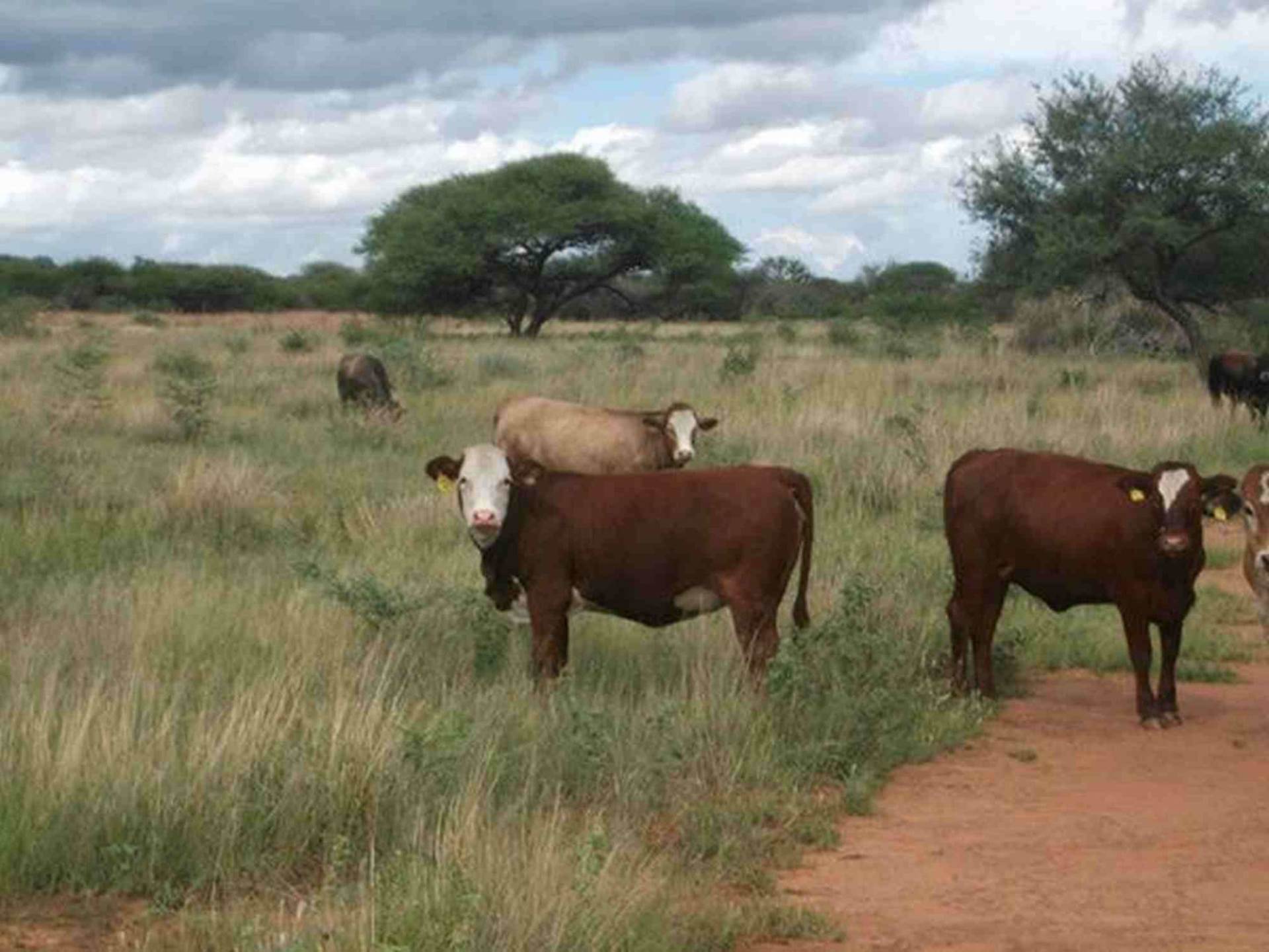 Farm For Sale In Otavi, Otavi, Namibia for NAM $ 20,070,000