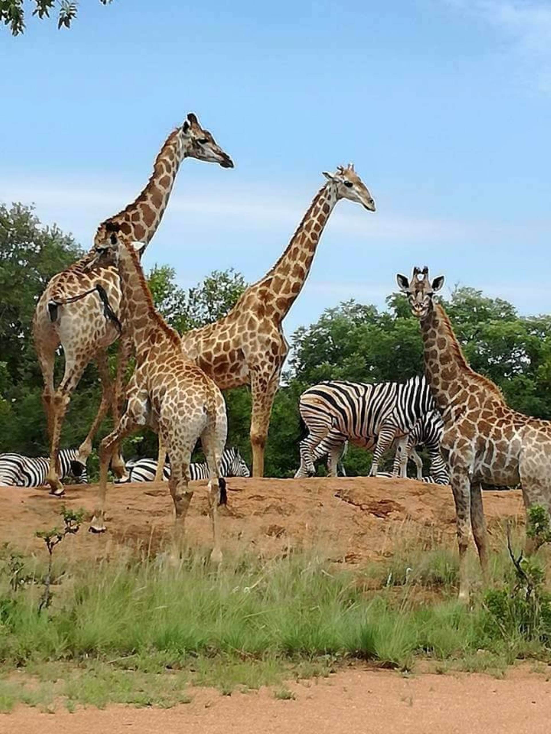 Property and Houses for sale in Brits, Game Ranch, 21 Bedrooms - ZAR 10,000,000 Property and Houses for sale in Brits, Game Ranch, 21 Bedrooms - ZAR 10,000,000