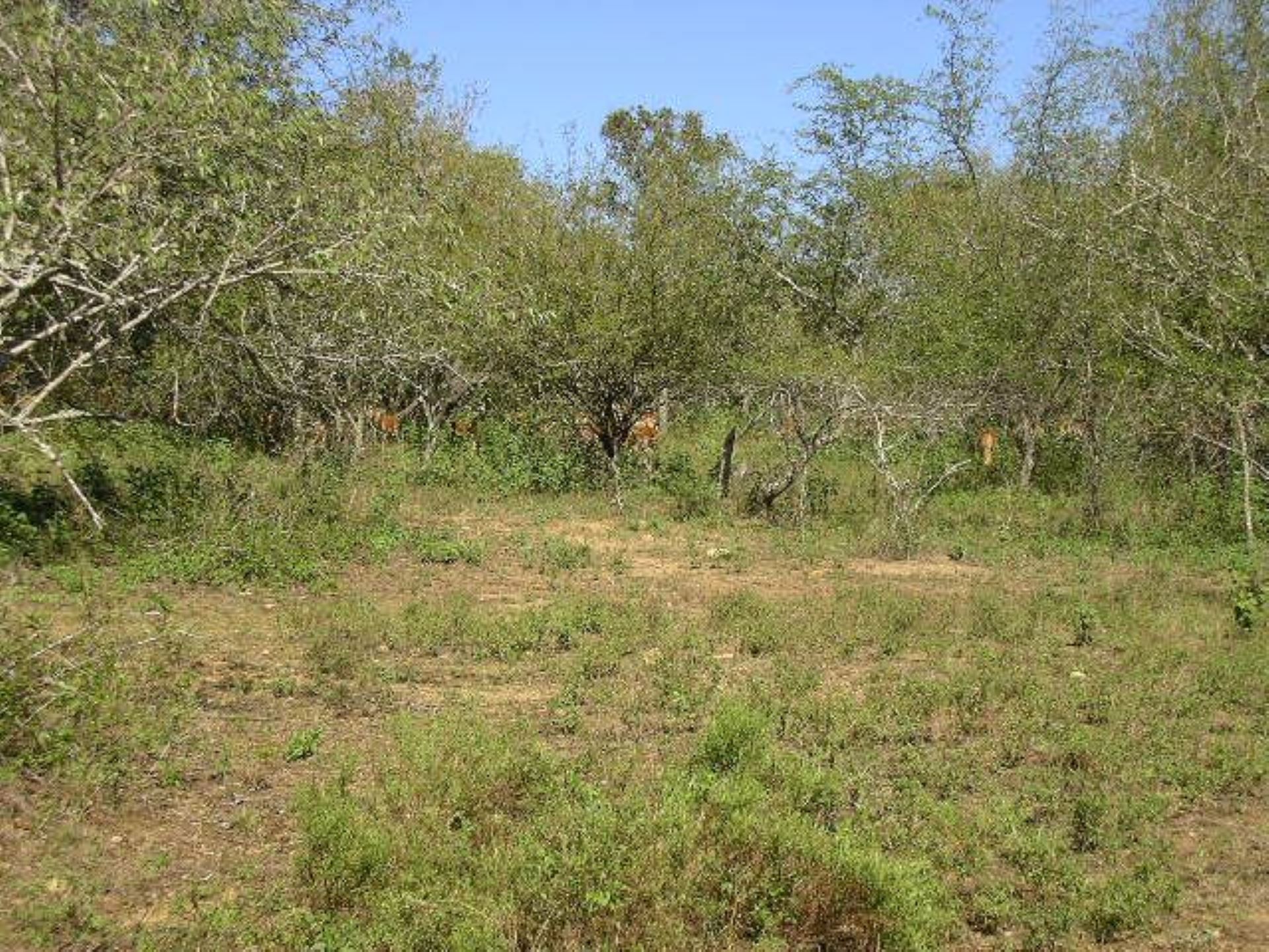 Vacant Land Commercial For Sale in MARLOTH PARK