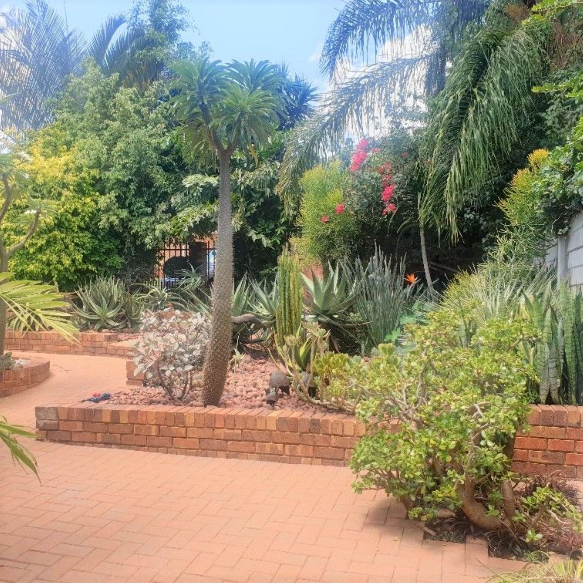 Flowers Montana Pretoria Best Flower Site